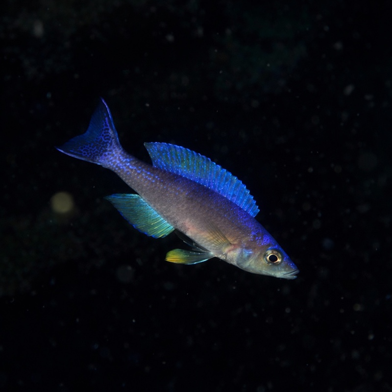 Cyprichromis leptosoma 'Kalala'
